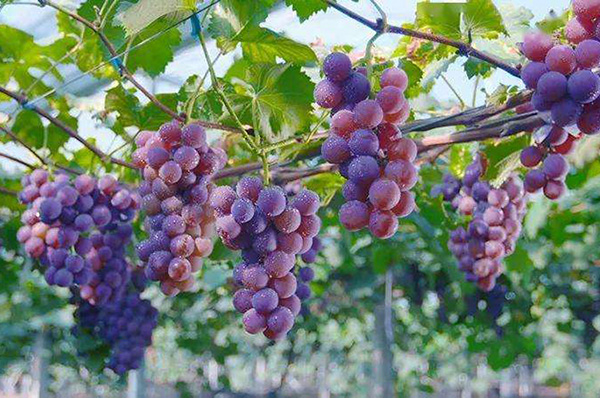 ���ֽ����ѡ����ֽ���ҶѬ�ȡ��ɹ�ע����ҵ�����־֤���̱꣡�����̱�����Ų�ѯ